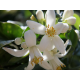 Concrète de fleurs d'oranger