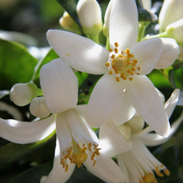 Concrète de fleurs d'oranger