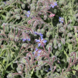 Borage