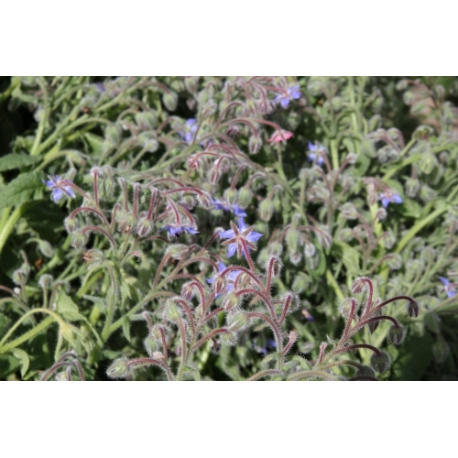 Borage