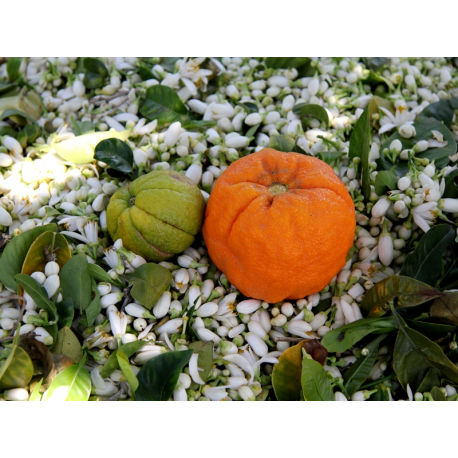 Bitter Orange (Bigarade) Essential Oil