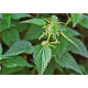 Pungent Nettle