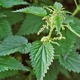 Pungent Nettle