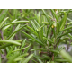 Rosemary Essential Oil