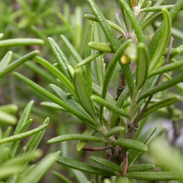 Rosemary Essential Oil