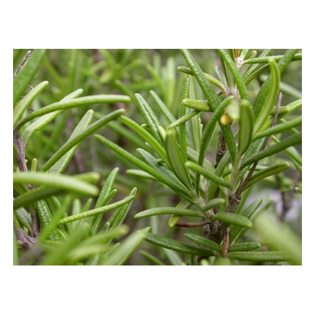 Rosemary Essential Oil