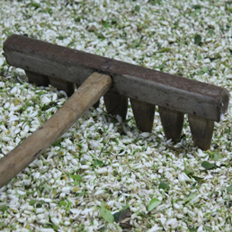 Absolue de fleurs d'oranger