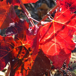 Vigne rouge