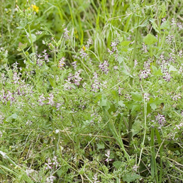 Fumitory