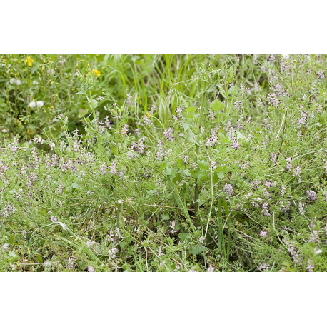 Fumitory