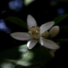 Neroli Essential Oil