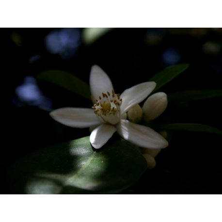 Neroli Essential Oil