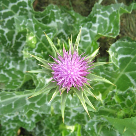 Milk Thistle