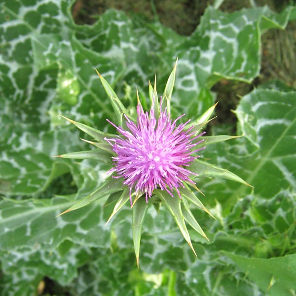 LES VERGERS DE TUNISIE | Milk Thistle