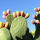 Nopal