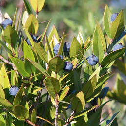 Myrtle Essential Oil